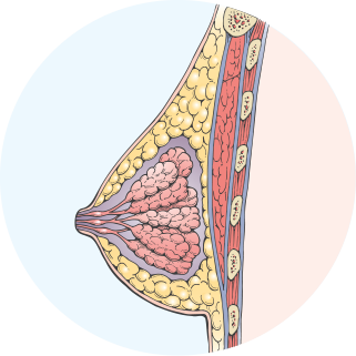 Cross section diagram, breast before augmentation