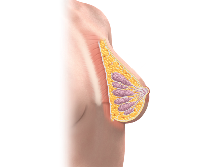 Graphic of breast cutaway layers